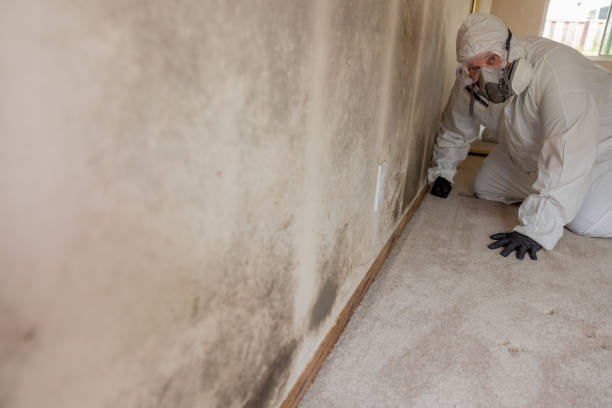 Best Post-Construction Mold Inspection  in Statesboro, GA